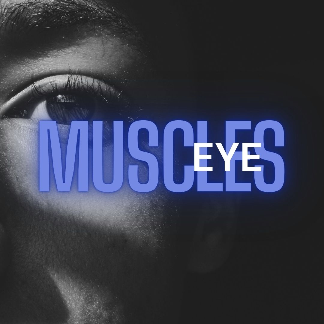 EYE MUSCLES & NERVES (EMN)