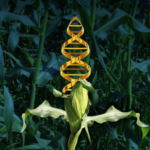 Genetically Modified Foods - Common (FGM)