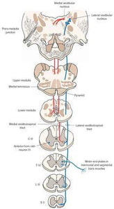 Nerves - Spinal Tracts (SPT)