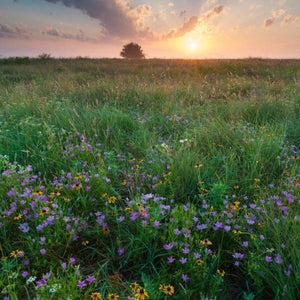 Plants & Pollens - Southern Prairie (PLT)