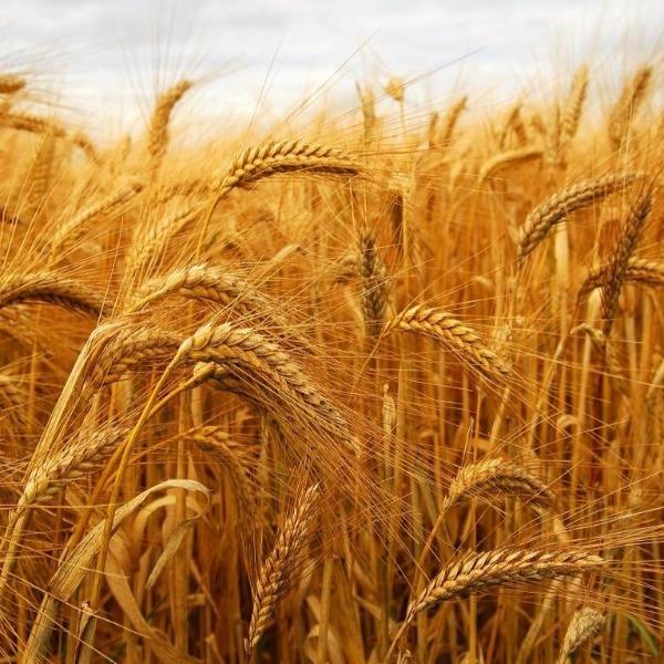 Allergenic Proteins - Wheat (PRW)