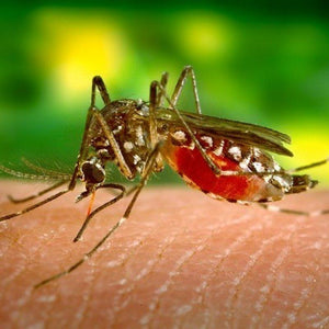 mosquito feeding on skin