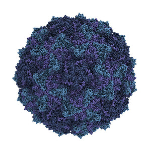Viruses - Coxsackieviruses (VIC)