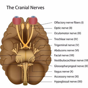 Nerves - Cranial (NCN)