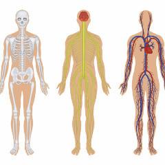 Human Anatomical/Functional Systems (SYS)