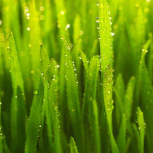Grass with moisture on it