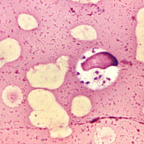 protozoa under microscope