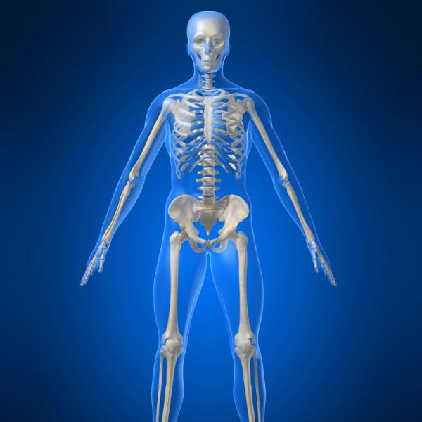 Human Skeleton sans Vertebrae (SKE)