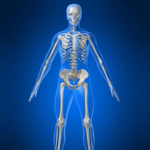 Human Skeleton sans Vertebrae (SKE)